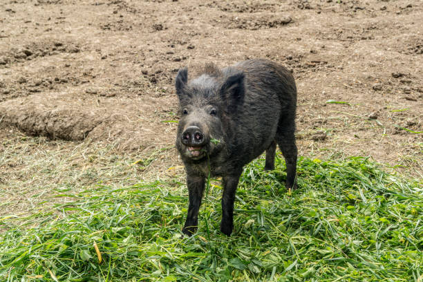 istock One wild pig eats green plucked grass 1488638865