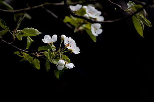 Blooming pear branch in the spring garden in front of a black background.