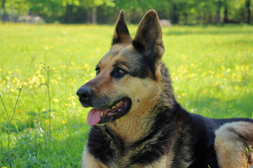 Beautiful domestic pet image. Cheerful adult female canine free in the countryside.