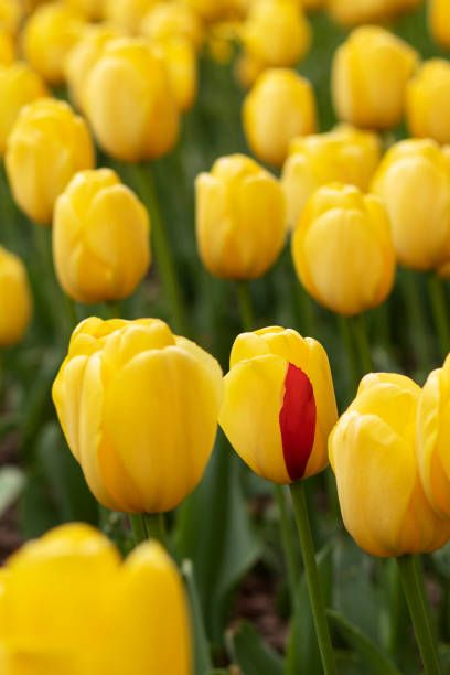istock Yellow Dutch tulips bloomed in the flowerbed. 1488640050