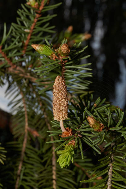 istock A male spruce cone with pollen in a city park. 1488642341