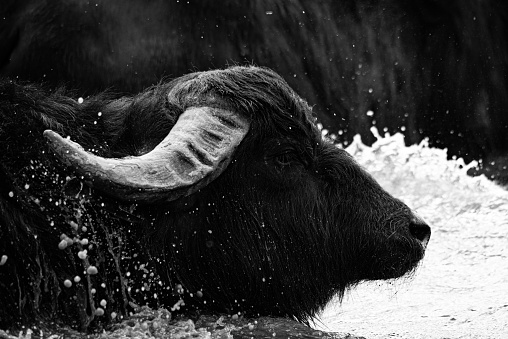 The water buffalo or buffalo (karbouw) (Bubalus arnee bubalis) is a mammal of the family of bovids (Bovidae).