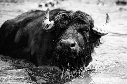 The water buffalo or buffalo (karbouw) (Bubalus arnee bubalis) is a mammal of the family of bovids (Bovidae).