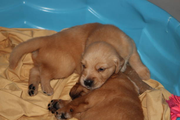 istock Golden Retriever Puppies 1488644341