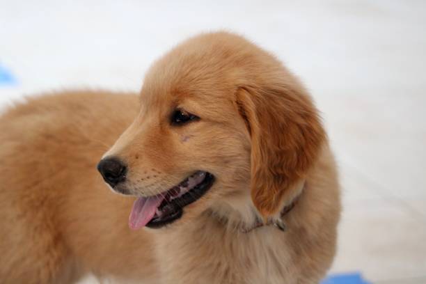 istock Golden Retriever Puppies 1488644580