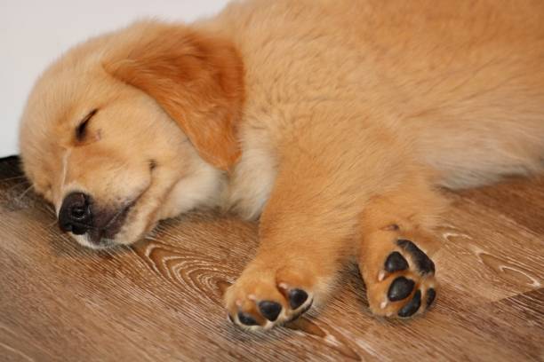 istock Golden Retriever Puppies 1488644694
