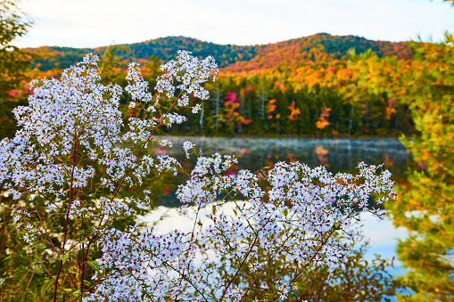 Image of Beautiful bush of white and pink flowers next to foggy lake with fall forest behind