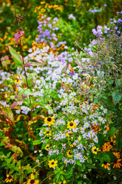 さまざまな小さな花でいっぱいの畑の美しいディテール.jpg - dewy sunflower ストックフォトと画像