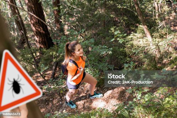 Woman Hiking In Infected Ticks Forest Stock Photo - Download Image Now - Tick - Animal, Lyme Disease, Women