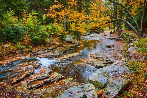 Image of Beautiful river in peak fall with waterfall and tree hanging over with yellow fall leaves