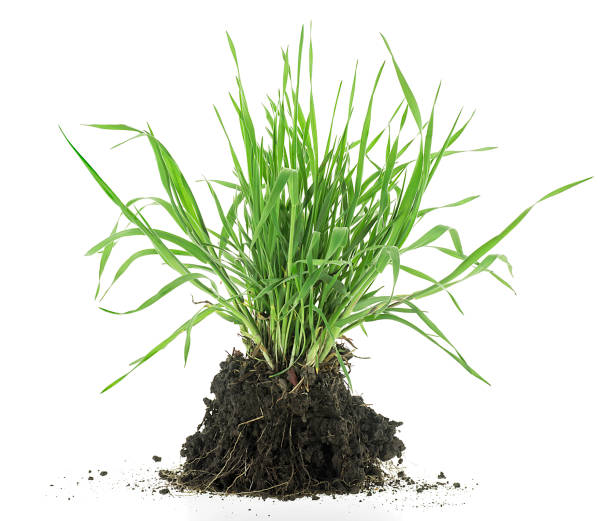 istock Green meadow grass with roots in black soil isolated on a white background 1488646170