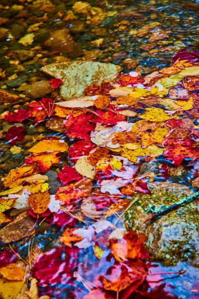 istock Colorful fall leaves collect on river surface in pile.jpg 1488646196