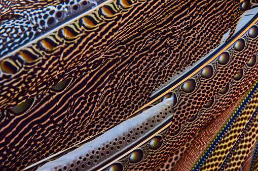 Image of Detail of beautiful feather patterns on great argus pheasant