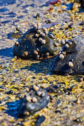 Image of Detail of dozens of small snails on small rocks on coast