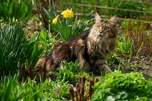 Beautiful brown striped Maine Coon breed cat lying near flowers in the spring garden