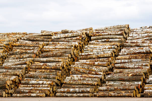 白樺の丸太の大きくて背の高いスタック、輸出用木材貯蔵庫、合板工業用、積み重ねられた丸太 - unbarked timber ストックフォトと画像