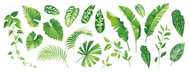 istock Collection of exotic tropical leaves. Hawaiian plants set. Vector elements isolated on a white background. Realistic botanical illustration. 1488648023