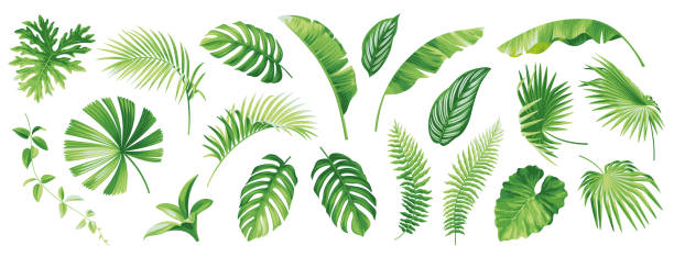 istock Collection of exotic tropical leaves. Hawaiian plants set. Vector elements isolated on a white background. Realistic botanical illustration. 1488648097