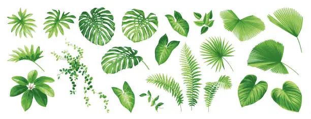 Vector illustration of Collection of exotic tropical leaves. Hawaiian plants set. Vector elements isolated on a white background. Realistic botanical illustration.