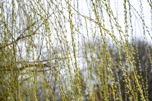 Green golden weeping willow leaves close-up view with selective focus on foreground