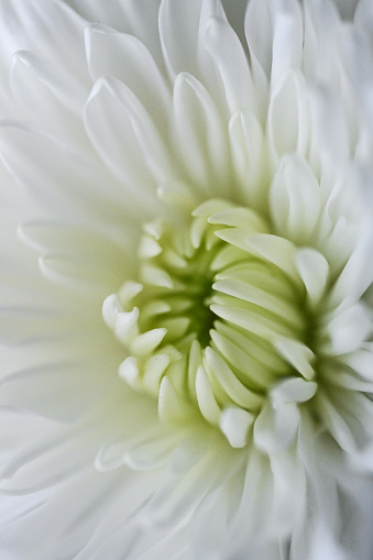White Chrysanthemum l, extreme close up