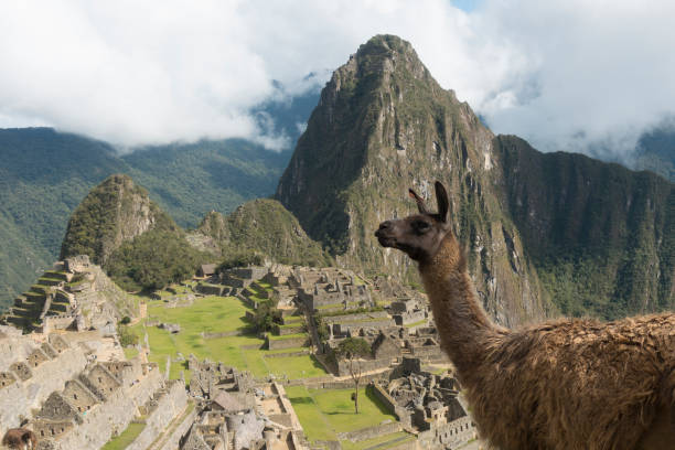 istock Llama  in Machu Picchu in Peru 1488648210