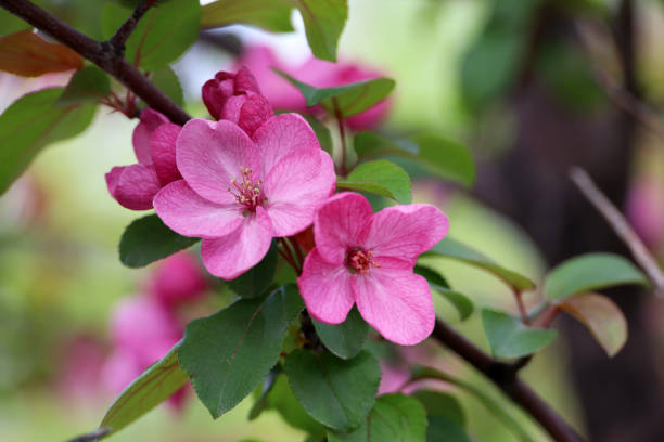 istock Apple blossom on a branch in spring garden 1488649226