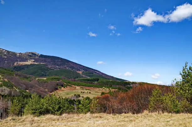 Photo of Beautiful landscape of spring  glade and forest in Vitosha mountain