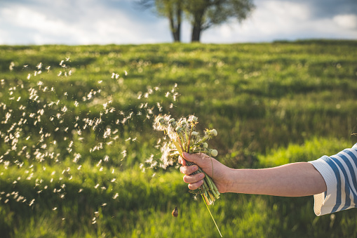 Flower seeds flying away with wind.