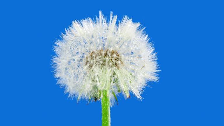 Dandelion Seed Head Blossom  Timelapse on a Blue Background. Blossoming White Dandelion. Fluffy Flower Plant