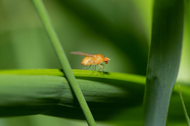 istock Little red-eyed fly (probably Lauxaniid Fly Sapromyza sp.) sitting on a grass 1488653215