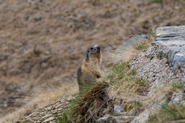 istock Marmot in the italian alps 1488653228
