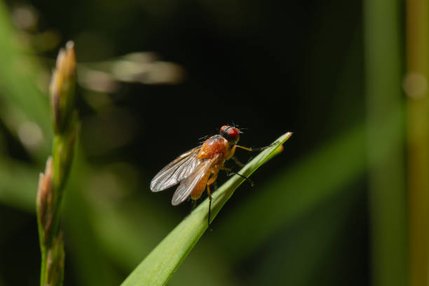 istock Achanthiptera rohrelliformis house fly sitting on a grass 1488653244