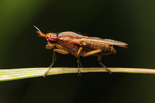 Marsh Fly (Sciomyzidae sp.) half-face sitting on the grass on a dark background