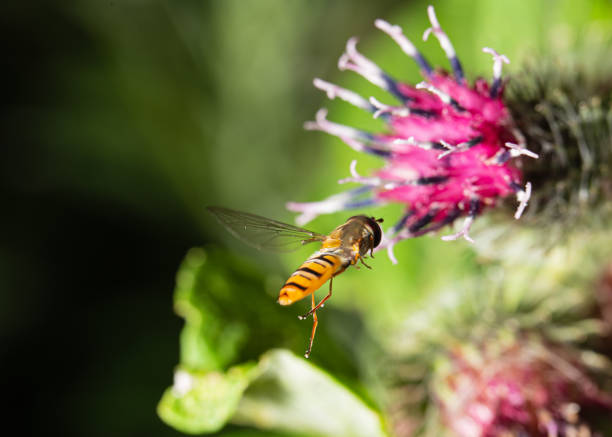 Marmalade Hover Fly (Episyrphus balteatus) flies to the burdock flower
