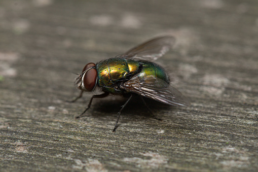 One adult Greenbottle Fly (Lucilia sp.) sitting on a gray wooden plank