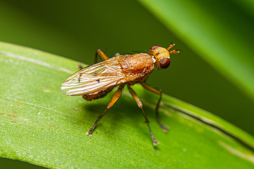 Adult Marsh Fly (probably Tetanocera sp.) sitting on a grass