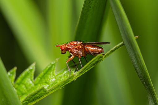 Marsh Fly (Tetanocera sp.) half-face sitting on a leaf