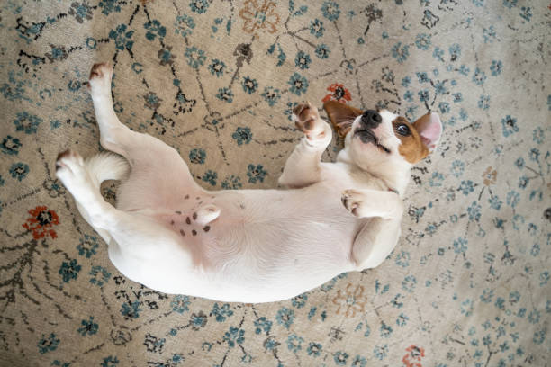 床のカーペットの腹の上に横たわっている犬のジャックラッセルテリア。遊び心のある気分 - 仰向きに寝る ストックフォトと画像