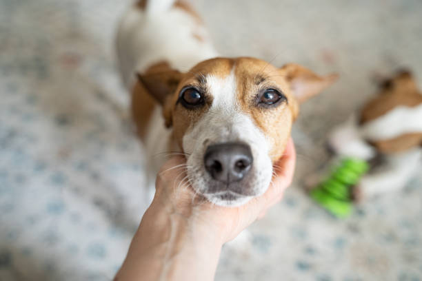 istock hand holding cute dog head. eyes looking at camera with relax and trust. 1488655910