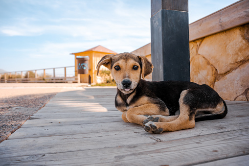 A young stray dog with its tongue hanging out, lying in the shade on the street of a seaside town.