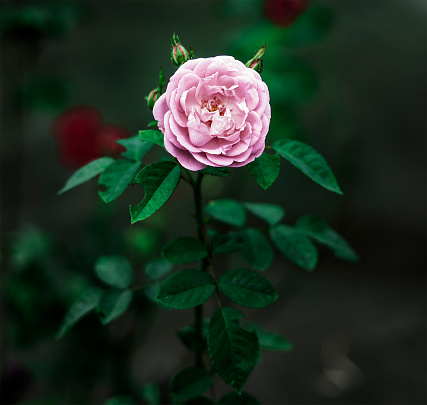 Pink Rose Bush
