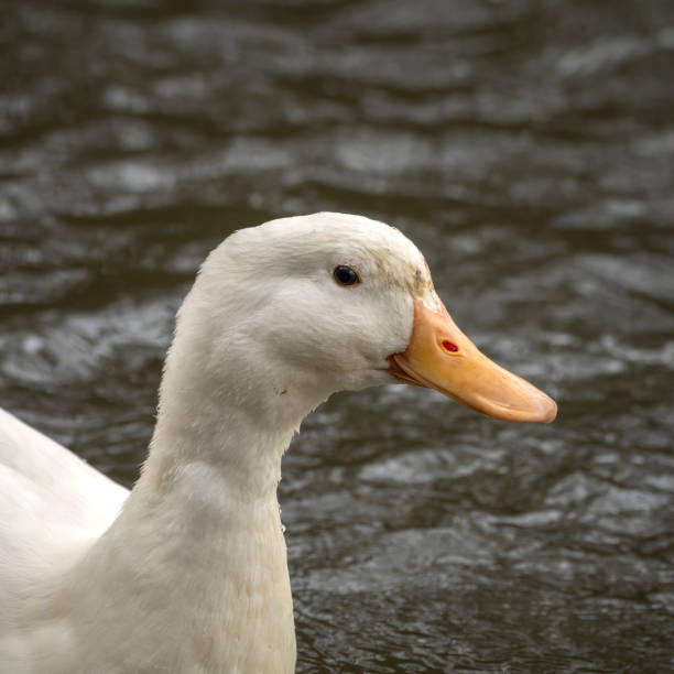 istock American Peking Duck 1488661052