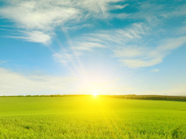 istock Dawn over wheat field and bright blue sky. 1488661184