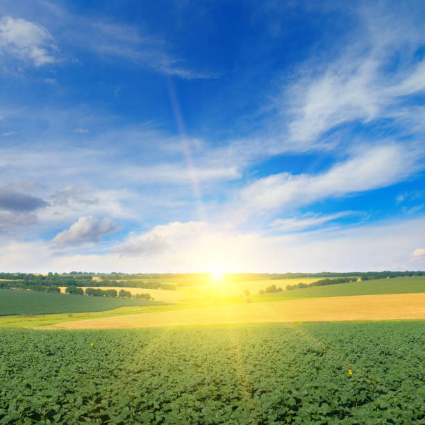 istock Dawn over field with sprouts sunflower and wheat 1488661224