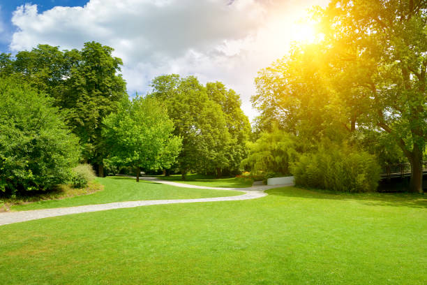 istock Sunrise in the summer park 1488661433