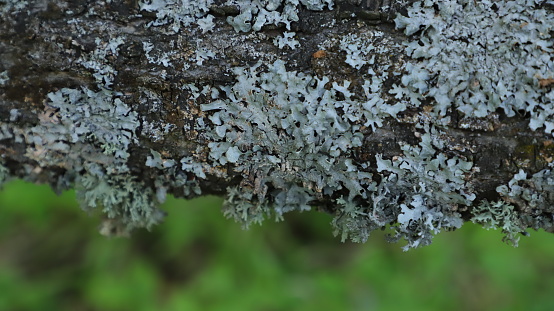 Lichen on trees in nature