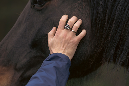 Horse as psychological support. Healing interaction with animals. Stroking a horse. Hold on to the animal. Animals that treat. A ring with a skull. Symbolism of death.