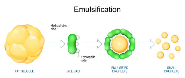 Emulsification of Fats. Lipids digestion Emulsification of Fats. Lipids digestion. Emulsification is the process by which large fat globules are broken into lipid droplets. Vector illustration triglyceride stock illustrations