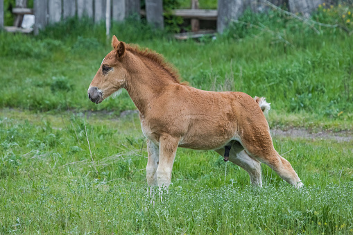 A foal in a green field. A small horse. The foal of the mare. Farm animal. Funny baby animal. The foal is peeing.